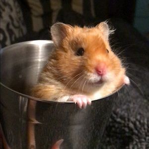 Meet your Posher, Olivia